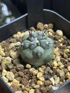 2026年最新】コピアポア 現地球の人気アイテム - メルカリ