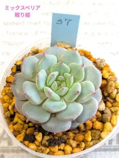 ミックスベリア おらいさん苗 カット苗 多肉植物 - メルカリ