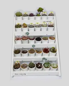 2026年最新】多肉植物 棚の人気アイテム - メルカリ