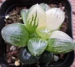 1898 ◎ナイルの一滴 実生 特A（残り少ない） 多肉植物 ハオルチア
