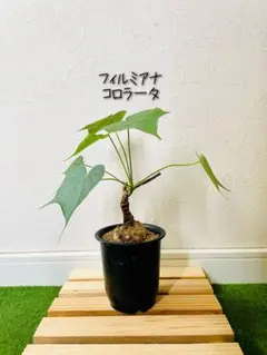 【極美/塊根植物/益子焼】フィルミアナ コロラータ 鉢植え 塊根植物】フィルミアナ コロラータ PLUS the green FIKA POT