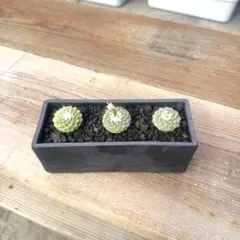 2026年最新】菊水 サボテンの人気アイテム - メルカリ