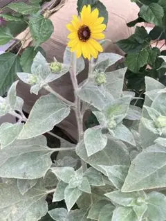 シルバーリーフヒマワリの種　60粒