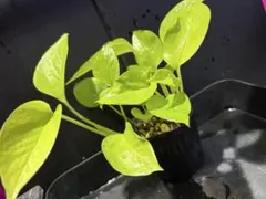 ポトス ライムのサムネイル