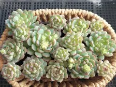 【Saleまとめ割可】リトルレッドボート②★カット苗★エケベリア多肉植物寄せ植え