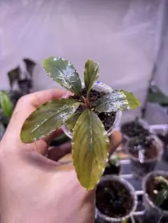 f*3様 ブセファランドラ（斑入り株）Bucephalandra Pipto - メルカリ