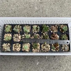多肉植物ミニ苗セット エケベリア など☆彡 値下げしました〜