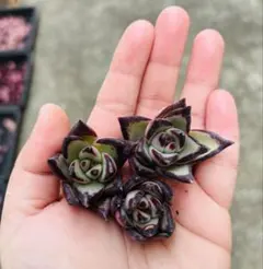 どんちゃん様 リクエスト 3点 まとめ商品