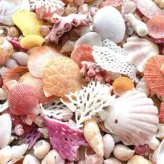 27 貝殻詰合せ　アミコケムシ