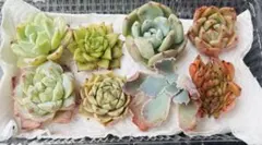 多肉植物　エケベリア　韓国苗　カット苗　寄せ植えセット　詰め合わせ　現品