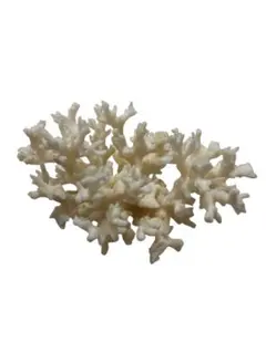 2026年最新】珊瑚オブジェの人気アイテム - メルカリ