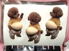 【3枚セット】トイプードル★お腹ぷにぷにシール★