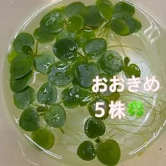 お値下げ中　アマゾンフロッグピット　《大きめ》５株　匿名配送　メダカ飼育　産卵床のサムネイル