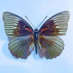 2026年最新】オオムラサキの人気アイテム - メルカリ