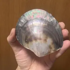 黒蝶貝　自然貝殻　手作業磨き上げ　置物　小物入れ　お皿