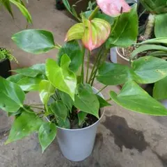 さとちゃん様 リクエスト 2点 まとめ商品