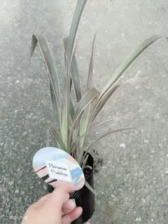 2025年最新】イラン株 の人気アイテム - メルカリ