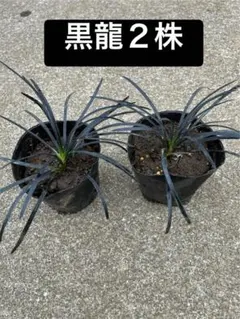 haru plants様 リクエスト 2点 まとめ商品