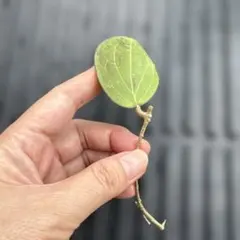 ホヤ　ジュネーブ　hoya 観葉植物のサムネイル