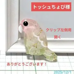 インコ（訳あり）レジンヘアゴム　桜グラデーション