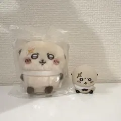 ラッコ先輩