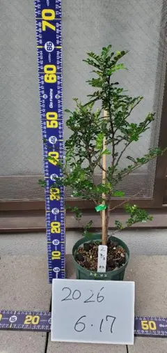 琉球の樹木】ギーマ（ヒメシャシャンボ）苗木 - メルカリ