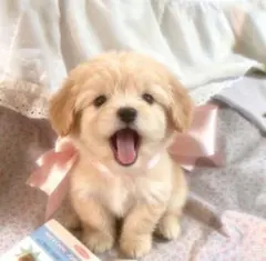 専用