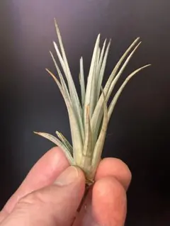 ionantha Hamuemula x Sitting Pretty - メルカリ