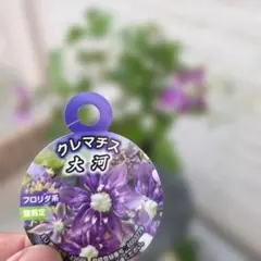 壺型クレマチス 綿雪 正規品ラベル付き ポット苗 - メルカリ