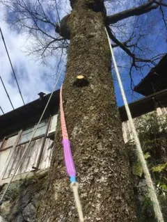 Item thumbnail for item 8ba22d85-15b3-46c2-b6df-4646aefa88eb