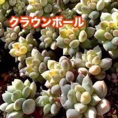 かなさん！様 リクエスト 5点 まとめ商品