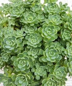 ローズセダム 抜き苗 グリーンローズ カット苗 多肉植物 - メルカリ