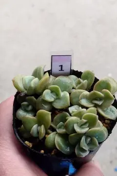 2025年最新】多肉ラブリーローズの人気アイテム - メルカリ