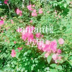 tantan様専用