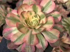 ④多肉植物／アエオニウム／ライチ／抜き苗／第四種郵便→土日発送