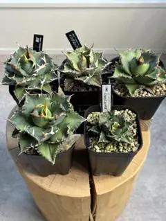 uzutan様 リクエスト 4点 まとめ商品