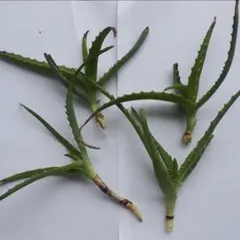 キダチアロエ 約30㎝ 2本 発根済みカット苗多肉植物 キダチアロエ カット苗 無農薬 ネコポス箱発送 - メルカリ