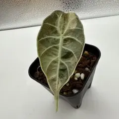 2025年最新】斑入りクワズイモの人気アイテム - メルカリ