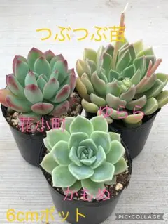 ❣️札つき 多肉植物 セダム つぶつぶ屋 ☆ざらめ☆ 抜き苗 - メルカリ