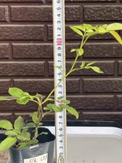 682 バラ苗 バラ挿し木苗 あ - メルカリ