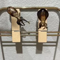 魚ミニクリップ　アオリイカver