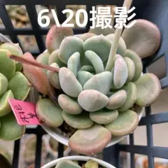 桃美人 多肉植物 抜き苗 大きめ 1株 - メルカリ