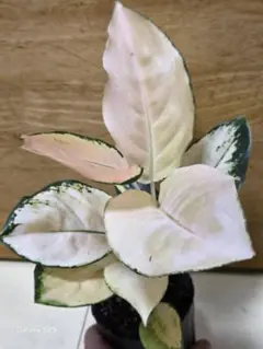 蜂蜜ぷりん様専用Aglaonema pangkawatee - メルカリ