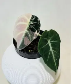 り*く様 希少 アロカシア ブラックサタンピンクボーン 芋 - メルカリ