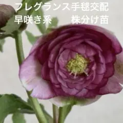 2025年最新】加藤農園 クリスマスローズ開花株の人気アイテム - メルカリ