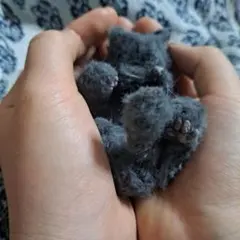 Item thumbnail for item dcabe62d-6cb0-426a-91fa-6296cd4ed5e6