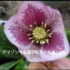 クリスマスローズ 開花経験株(未株分け) アンティークモーリー - メルカリ