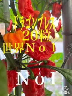 はち《植物次回発送4/3》様 リクエスト 2点 まとめ商品