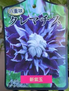 壺型クレマチス【藍玉】3.5寸苗　竹間園芸様育種株 壺型クレマチス【藍玉】3.5寸苗 竹間園芸様育種株 - メルカリ