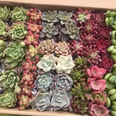 多肉植物 12品種カット苗詰め合わせC　23cm×17cmネコポス発送